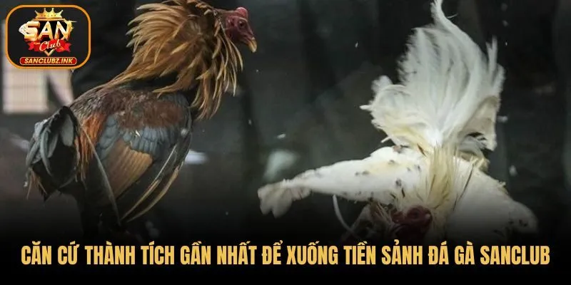 Căn cứ thành tích gần nhất để xuống tiền sảnh đá gà SanClub