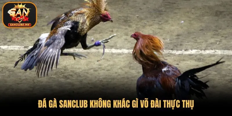 Đá gà SanClub không khác gì võ đài thực thụ